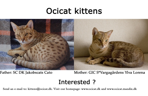Three Ocicat Kittens for Sale
